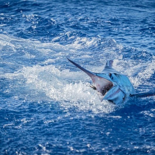 Thumbnail_Trip_Photo-CE2274